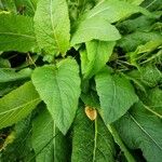 Salvia pratensis Leaf