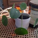 Pilea peperomioides Hostoa