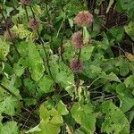 Phlomoides tuberosa Habitus