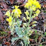 Alyssum alyssoides फूल