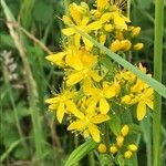 Hypericum hirsutum Blomst