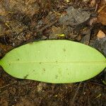 Pycnobotrya nitida Φύλλο