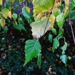 Betula pendula Hoja