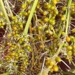 Lomandra longifolia Fruto