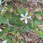 Rubus argutusFlower