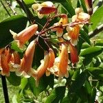 Pandorea pandorana പുഷ്പം