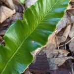 Asplenium scolopendriumYaprak