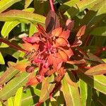 Euphorbia griffithii Flor