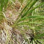 Scorzonera aristata 葉