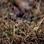 Carex rupestris Pokrój