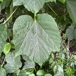 Vernicia fordii Leaf