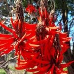 Erythrina speciosa Kwiat