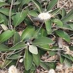 Pachystegia insignis Folha