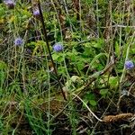 Jasione montana 整株植物