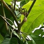 Solanum betaceum 花