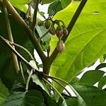 Solanum betaceum Habit