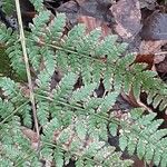 Dryopteris intermedia Hoja