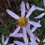 Galatella sedifolia Λουλούδι