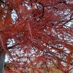 Taxodium distichumFulla