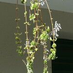 Plectranthus forsteri Vekstform
