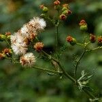 Picris hieracioides Fruit