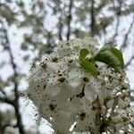 Pyrus calleryanaFlower