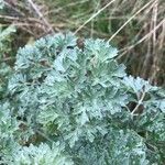 Artemisia absinthiumഇല