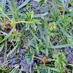 Alchemilla pentaphyllea Övriga