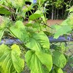 Jacquemontia tamnifolia Blatt