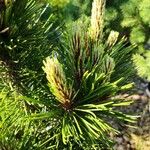 Pinus heldreichii Folha