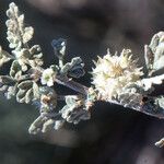 Neurada procumbens Flower