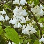 Halesia carolina Kwiat