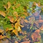 Potamogeton coloratus Leaf