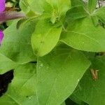 Petunia hybrida ഇല