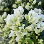 Bougainvillea × buttiana Kwiat