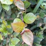 Barleria repens Hoja