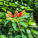 Alstroemeria psittacina Flower