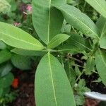 Asclepias purpurascens Leaf