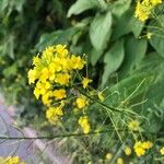 Sisymbrium loeseliiFlower