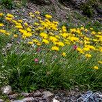 Crepis alpestris Flower