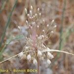 Allium longispathum Fruit