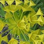 Euphorbia seguieriana Kukka