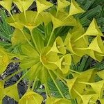 Euphorbia seguieriana 花