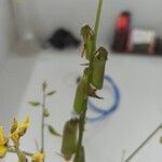 Crotalaria lanceolata Hábito
