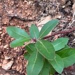 Arbutus xalapensis Blad