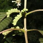 Guettarda crispiflora Fruto