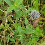 Pycnanthemum incanum Leaf