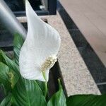 Spathiphyllum wallisii Blomst