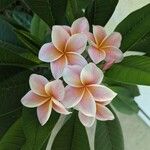 Plumeria rubraЦветок