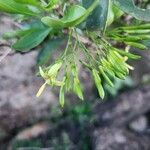 Pavetta gardeniifolia Цвят